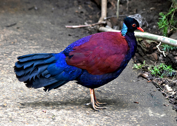 Green naped pheasant pigeon