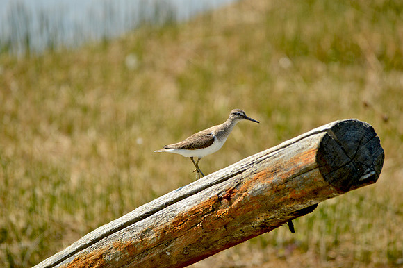 Green sandpiper, juvenile