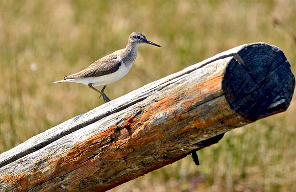 Green sandpiper, juvenile