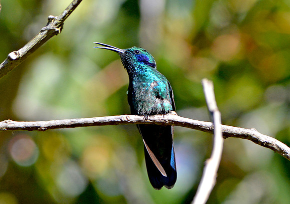 Green violet ear hummingbird