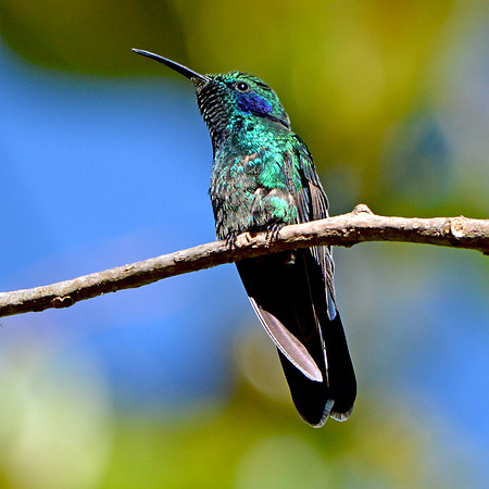 Green violet ear hummingbird