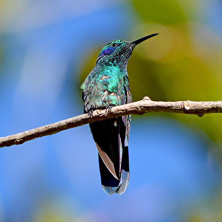 Green violet ear hummingbird
