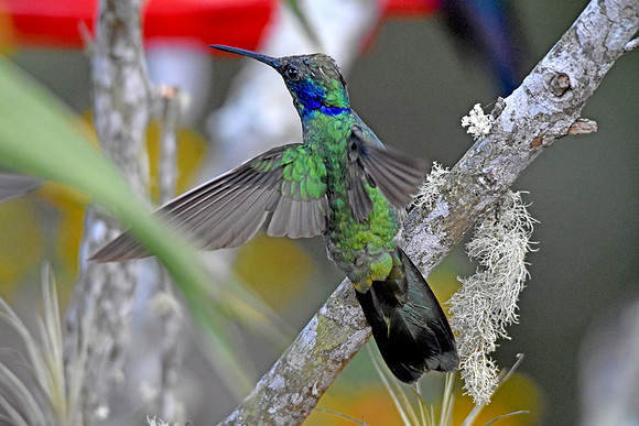 Green violet ear hummingbird