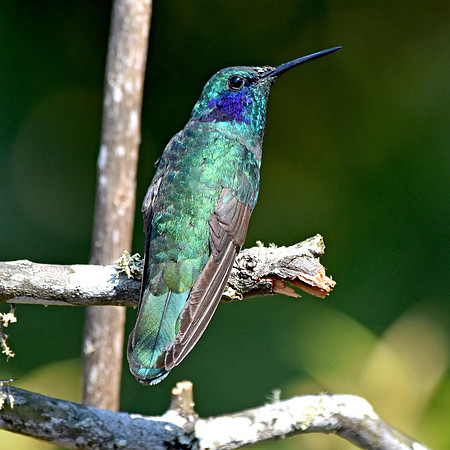 Green violet ear hummingbird