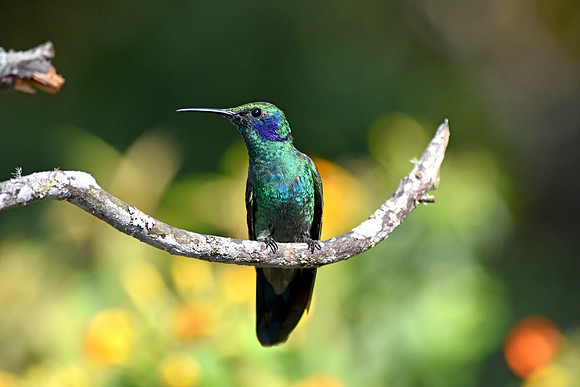 Green violet ear hummingbird