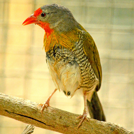 Green winged pytilia