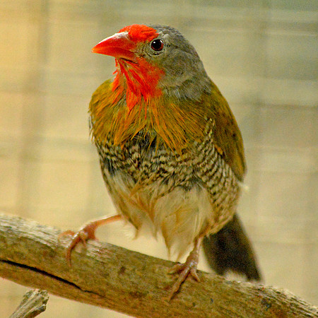 Green winged pytilia
