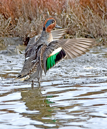 Common teal
