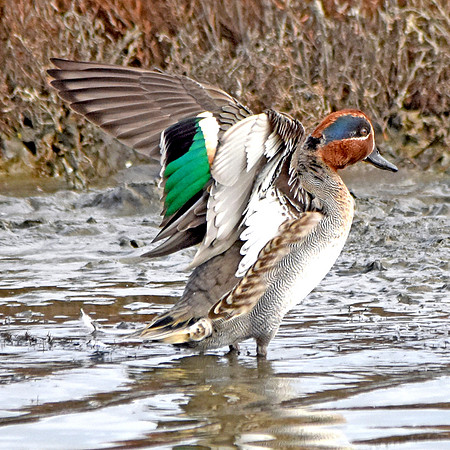 Common teal