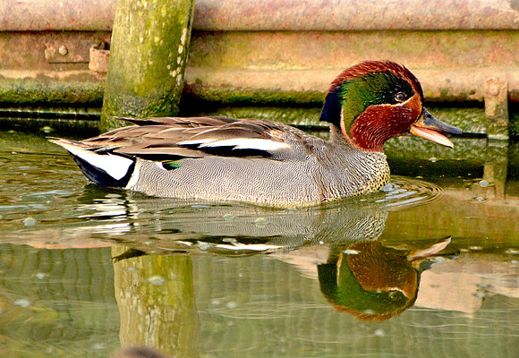 Common teal