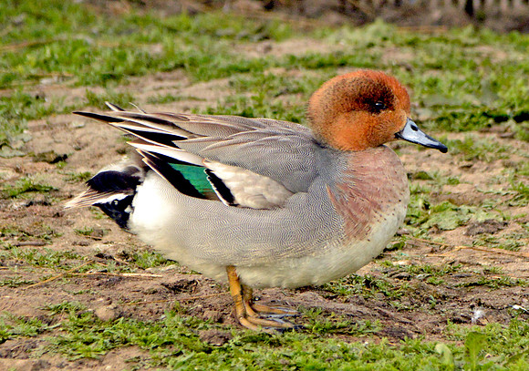 Common teal