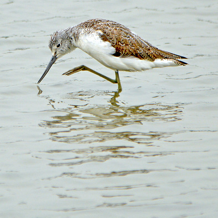 Greenshank