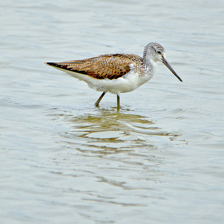 Greenshank