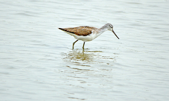Greenshank