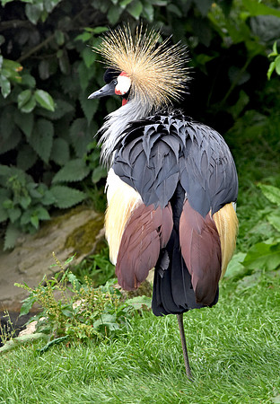 Grey crowned crane