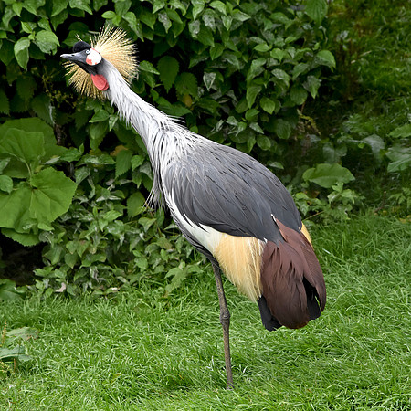 Grey crowned crane
