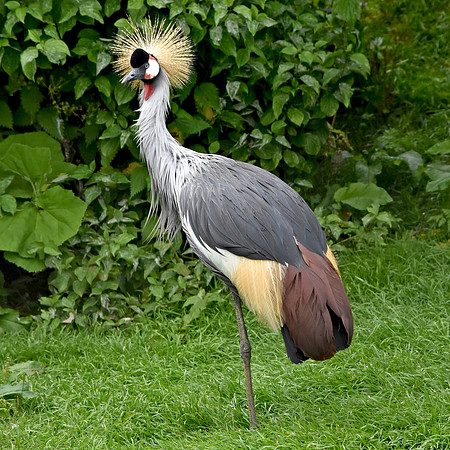Grey crowned crane