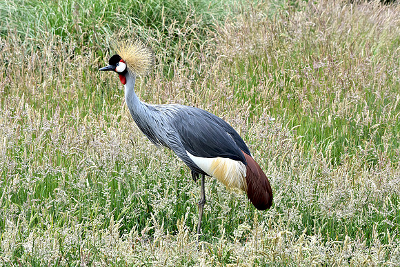 Grey crowned crane