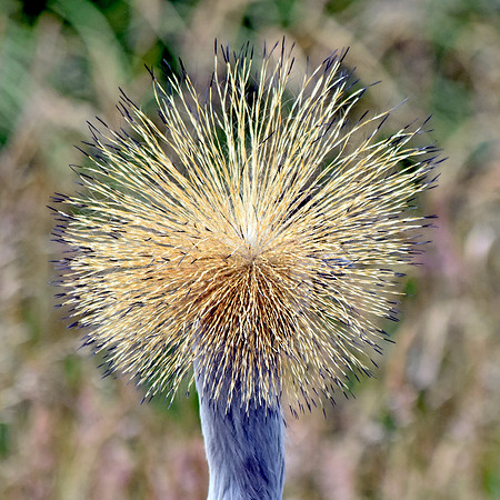 Grey crowned crane