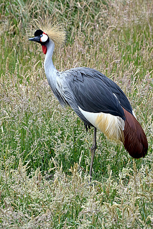 Grey crowned crane
