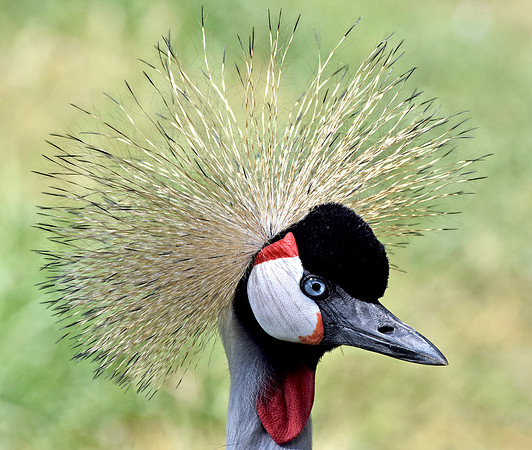 Grey crowned crane