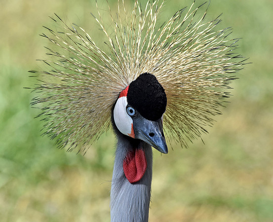 Grey crowned crane