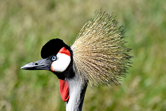 Grey crowned crane
