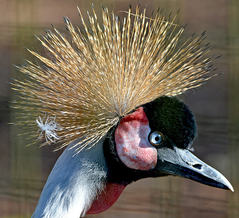 Grey crowned crane