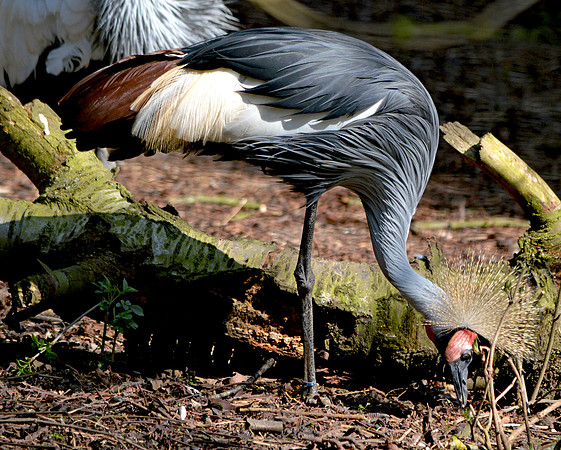 Grey crowned crane