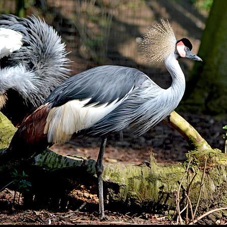 Grey crowned crane