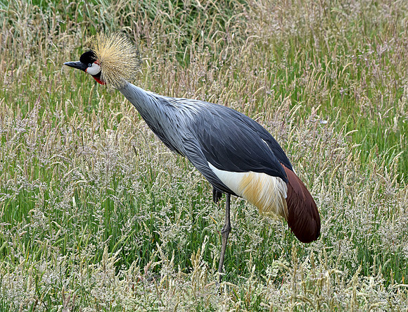 Grey crowned crane