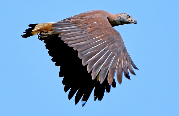 Grey headed fish eagle
