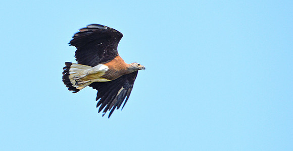 Grey headed fish eagle