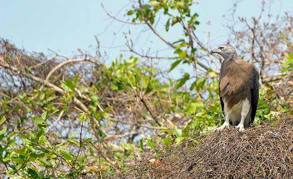 Grey headed fish eagle