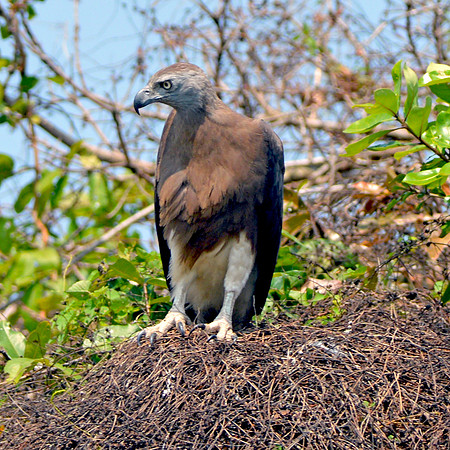 Grey headed fish eagle