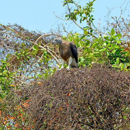 Grey headed fish eagle