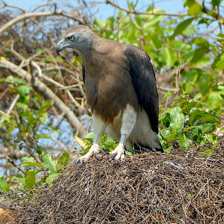 Grey headed fish eagle