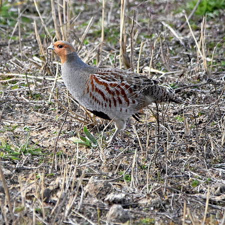 Grey partridge