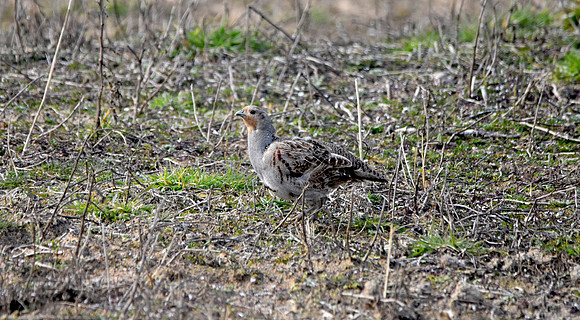 Grey partridge