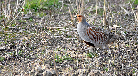 Grey partridge
