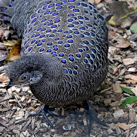 Grey peacock pheasant