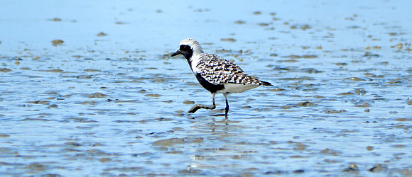 Grey plover