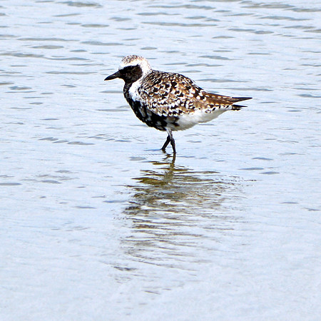 Grey plover