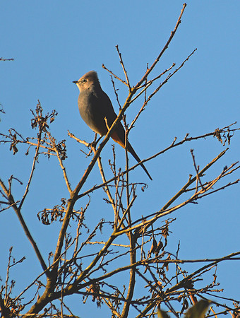 Grey silky flycatcher
