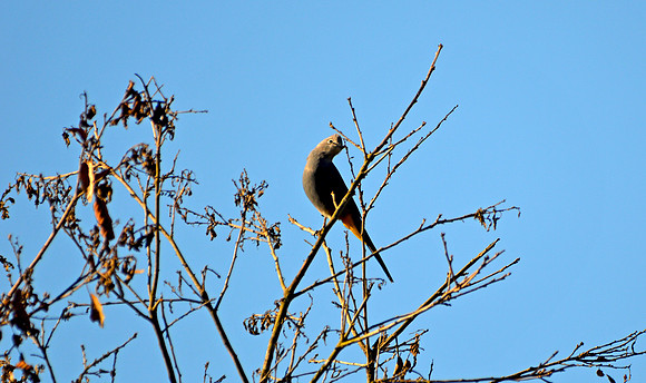 Grey silky flycatcher