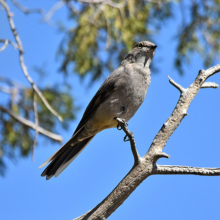 Grey vireo