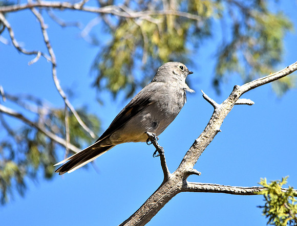 Grey vireo
