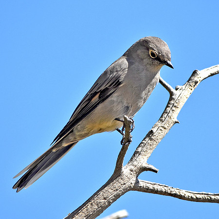 Grey vireo