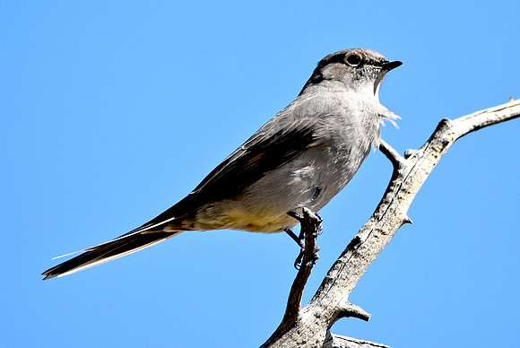 Grey vireo