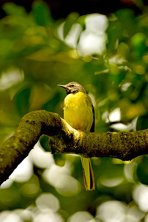 Grey wagtail